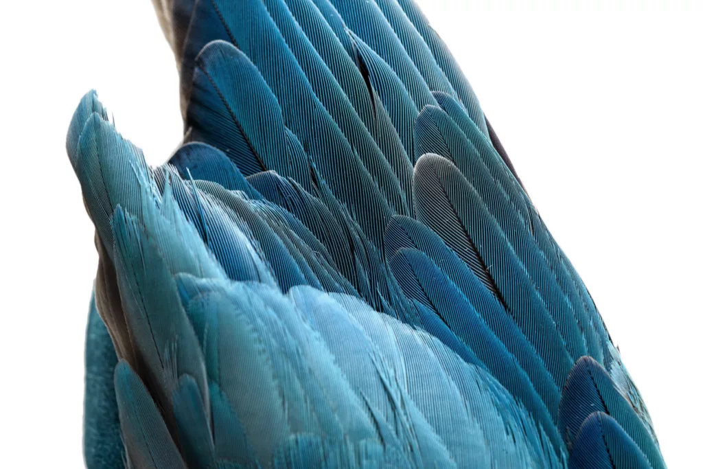 Close up of the turquoise parakeet wing which adorns the side of this Caroline Groves sandal.