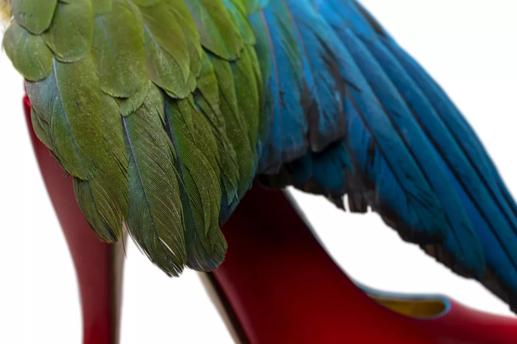 Close up of a Maccaw bird wing, the decoration of a red vegetable tanned leather court shoe by Caroline Groves. A wing of deep green and blues over a slender red heel